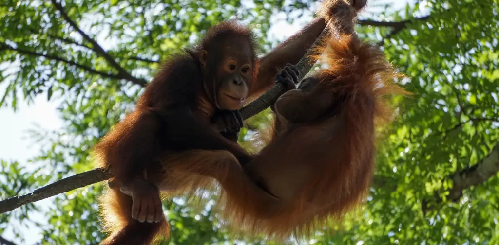 Borneo Adventure