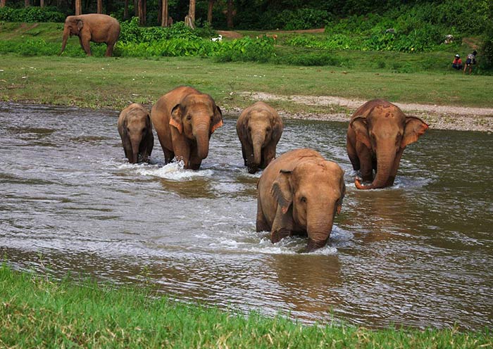 elephant-nature-park-700-6