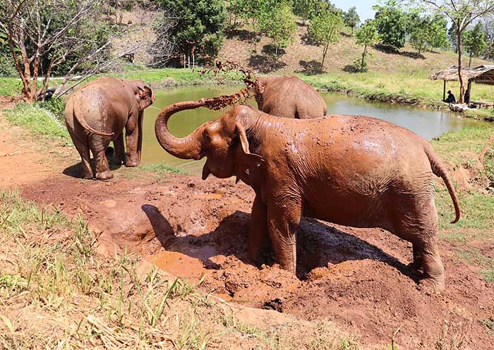 elephant-nature-park-700-8