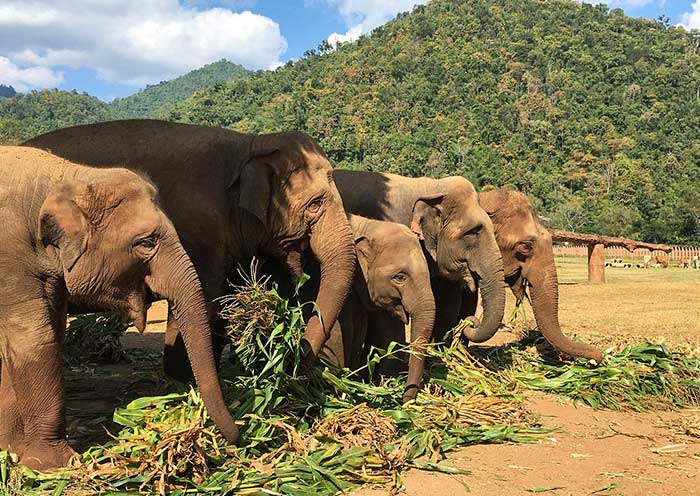 elephant-nature-park-700-9
