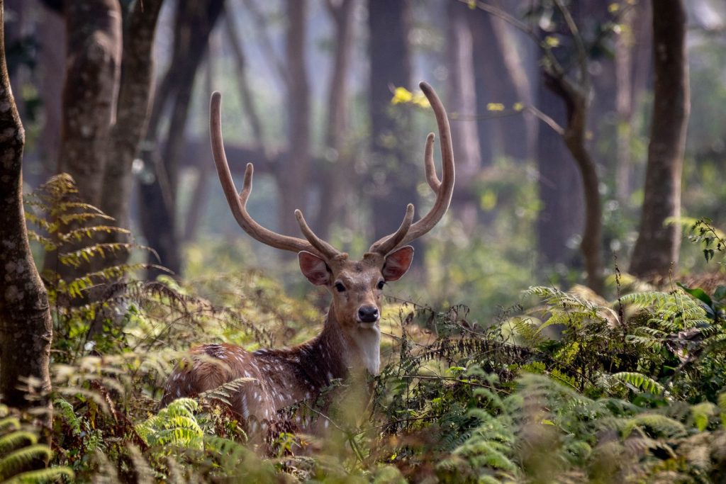 A majestic deer standing among lush greenery in Chitwan National Park, one of the top things to do in Nepal for wildlife safaris and nature enthusiasts.